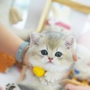 강남고양이분양 스타돌스 이미지