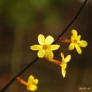 방림원 식물원 이미지