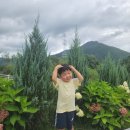 유명산목장 | 가평 양떼목장 유명산도토리마을