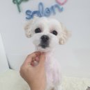 예쁘다 펫살롱 이미지