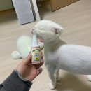 펫모닝 | 펫모닝 마법의 스프레이 마따따비 후기