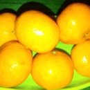 고래호프 이미지