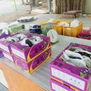 인서농장 이미지