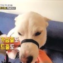 빽곰댄스 이미지