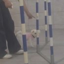 폴유치원 | 애견 어질리티 위브폴 2 : 강아지유치원 수업