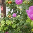 오포해수욕장 이미지