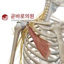 성인정형외과의원 이미지