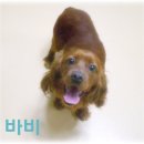 코카 이미지