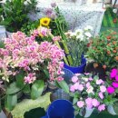 예림화원 이미지