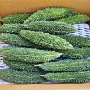 여주-0254 Daum카페