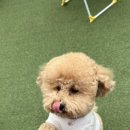 오산유치원 | 오산 강아지 유치원, 호텔 “원더독” 내돈내산 후기