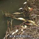 [단독] 이천시 저수지 물고기 떼죽음 악취발생 이미지