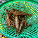 대명구이 이미지