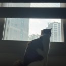 대우가전 | 내돈내산 대우커텐 시공후기 (feat.신혼집) 👰‍♀️🤵🐱 부산커텐 추천 업체