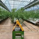 수정벌마야 이미지