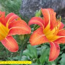 대화초등학교 이미지