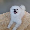 버디 | 달서구애견유치원 장기동강아지유치원 헬로우버디 체험등원 후기