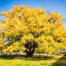 만의골보리밥 이미지