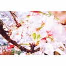 2016-06-0043 | [오사카/일상] 2019 오사카 조폐국 벚꽃구경 🌸 (너무 대충 둘러 본 후기)
