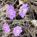 유림-1046 | 백이산 + 어계 조려 유적- 2026년 3월 26일