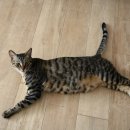 레오그루밍 이미지