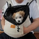 라이언펫 수원광교동물병원 이미지