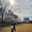 계명대학교동문앞 | 봄 여행지 대구 계명대학교 벚꽃 만개 한 4월!