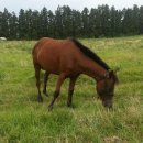 소들목장 이미지