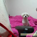 펀들 | [펀들] 강아지 이동가방 펀들 후기!