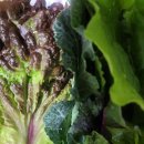 고기의자격 이미지