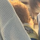 쌍방울애견 네이버블로그