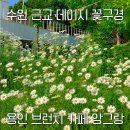 카페앙그랑 | [수원근교] 데이지 꽃구경 브런치 가족 나들이 추천 용인 카페 앙 그랑