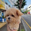 강아지분양 애견입양 아이러브독 광주점 미니비숑 말티푸 포메 | 광명애견분양, 우리 아이 첫 만남, 신중하게 준비했어요!