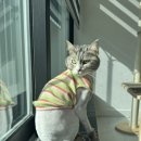 고양이이발관(부천신중동점) 이미지