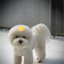 곰탱이 Daum카페