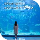 제주바당문화협동조합 | 5월 제주 동쪽 가볼만한곳 동쪽 실내 관광지 제주아쿠아플라넷