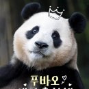 푸바오, 4번째 생일을 축하해🎂 | Happy 4th Birthday, Fubao 이미지