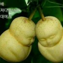 쌍둥이과일