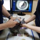 캣파라다이스 이미지