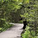지리산 반달곰 서식현황 이미지