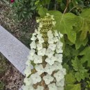 여귀산 | 전라남도 진도군 여귀산 구암사(女貴山 㐤壧寺)