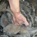 무안뻘낙지 이미지