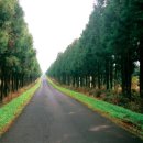 일본의 목조 건축을 낳은 나무 삼나무 이미지