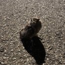 부엉이 PC방 이미지