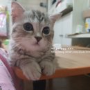 더개 이미지