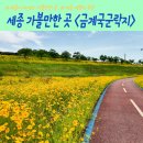 세종 비단물결 금강 톺아보기 | 세종 아이와 가볼만한곳 노란색 물결 세종시 금계국 군락지 사진찍기 좋은 곳 추천