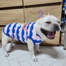 포독스1 이미지