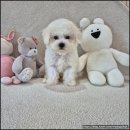 내가품은Dog