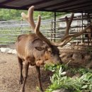 육백산 사슴농장 이미지