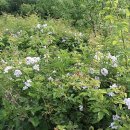 밤산농원 이미지